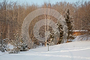 winter forest landscape, trees covered snow