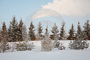 winter forest landscape, trees covered snow