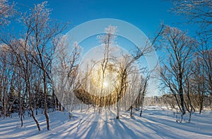 Winter forest landscape - trees covered snow and golden sunlight, good weather