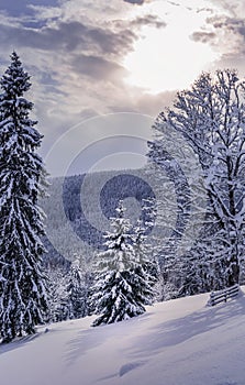 Winter forest landscape with untouched snow