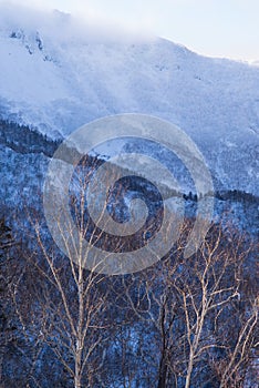 Winter forest landscape view from Mount Kurodake.