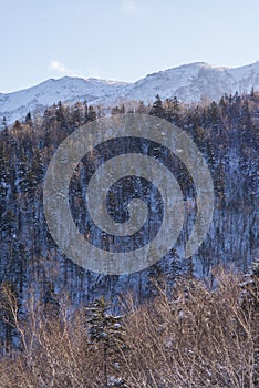 Winter forest landscape view from Mount Kurodake.