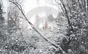 Winter forest. Landscape of winter forest on a sunny day. Snow-c