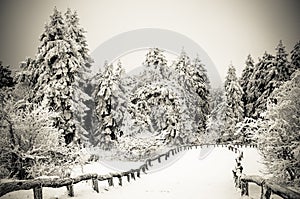 Winter forest landscape. Winter wonderland.