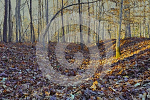 Winter forest with fallen leaves