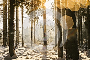 Winter Forest with Lense Spots