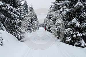 Winter forest with loipe for cross-country skiing