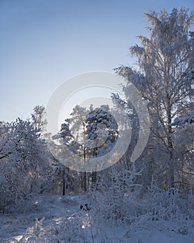winter forest. A magical snowy forest scene, featuring towering trees covered in a fresh blanket of snow