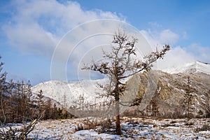 winter forest. A magical snowy forest scene, featuring towering trees covered in a fresh blanket of snow