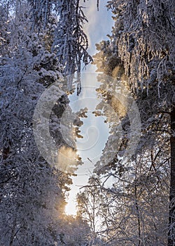 winter forest. A magical snowy forest scene, featuring towering trees covered in a fresh blanket of snow