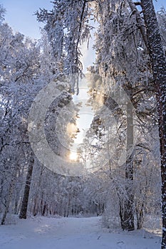 winter forest. A magical snowy forest scene, featuring towering trees covered in a fresh blanket of snow