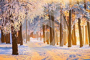 Winter forest with magical sunlight. Landscape with frosty winter forest on Christmas morning. Christmas or New Year background