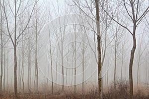 Winter forest mist