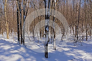 Winter forest in Mont Saint Bruno national park, Quebec