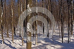 Winter forest in Mont Saint Bruno national park, Quebec