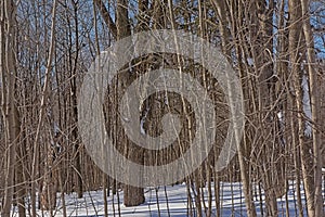 Winter forest in Mont Saint Bruno national park, Quebec