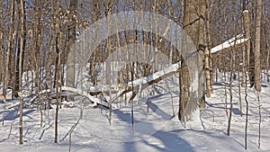 Winter forest in Mont Saint Bruno national park, Quebec