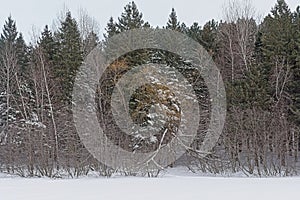 Winter forest in Mont Saint Bruno national park, Quebec