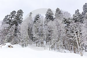 `Winter forest, morning sunrise in the mountains with a panoramic view from the site located on the crest of the tourist route.**