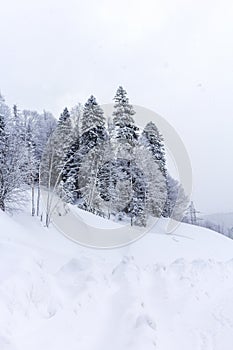 `Winter forest, morning sunrise in the mountains with a panoramic view from the site located on the crest of the tourist route.**