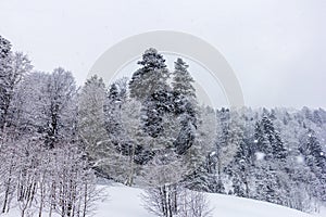 `Winter forest, morning sunrise in the mountains with a panoramic view from the site located on the crest of the tourist route.**