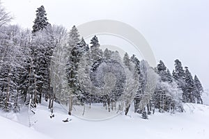 `Winter forest, morning sunrise in the mountains with a panoramic view from the site located on the crest of the tourist route.**