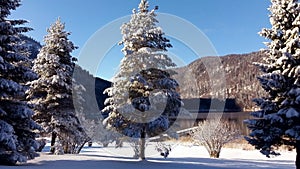 Winter forest on mountain lake shore. Huge spruce trees covered with snow