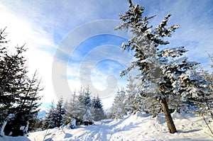 Winter forest in the mountains