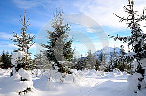 Winter forest in the mountains