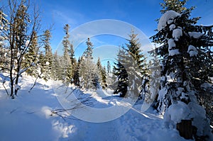 Winter forest in the mountains