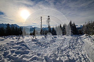 Winter forest in the mountains