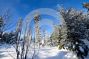 Winter forest in the mountains