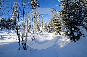 Winter forest in the mountains