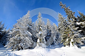 Winter forest in the mountains