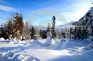 Winter forest in the mountains