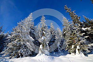 Winter forest in the mountains