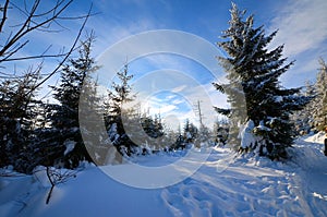 Winter forest in the mountains