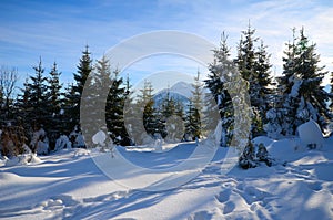 Winter forest in the mountains