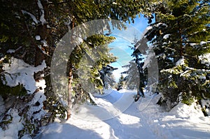 Winter forest in the mountains