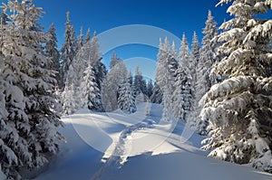 Winter forest in mountains