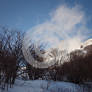 Winter forest and mountains