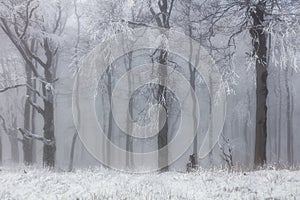 Winter forest in the mountains. Majestic winter treet