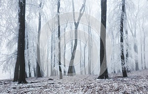 Winter forest in the mountains. Majestic winter treet