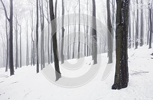 Winter forest in the mountains. Majestic winter treet