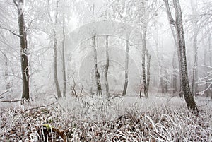 Winter forest in the mountains. Majestic winter treet