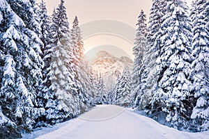 Winter forest in mountains at the sunrise.