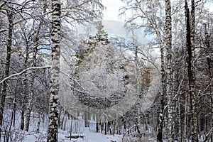 Winter in the forest in the mountains of the Urals
