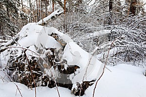 Winter in the forest in the mountains of the Urals