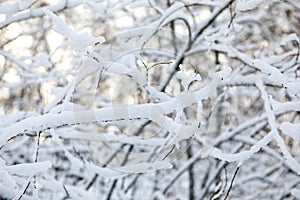 Winter in the forest in the mountains of the Urals