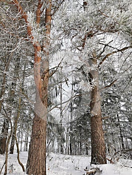 Winter forest. Nature climat. Relaks photo